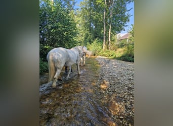 Shire Horse, Mare, 15 years, 17,2 hh, Grey