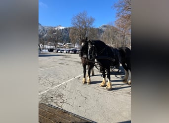 Shire Horse, Mare, 15 years, Black