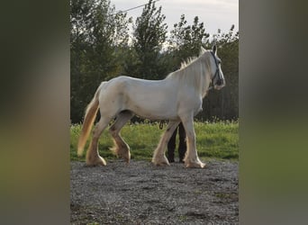Shire Horse, Mare, 16 years, 16,1 hh, Grey
