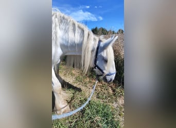 Shire Horse, Mare, 16 years, 17.1 hh, Grey