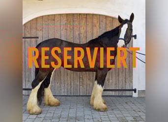 Shire Horse, Mare, 16 years, 17 hh, Brown