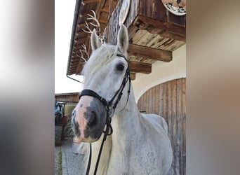 Shire Horse, Mare, 16 years, 17 hh, Grey