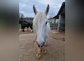 Shire Horse, Mare, 16 years, 17,2 hh, Grey