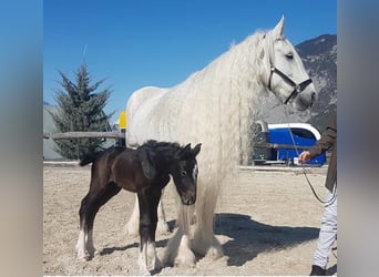 Shire Horse, Mare, 16 years, 17,2 hh, Grey