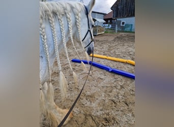 Shire Horse, Mare, 16 years, 17,2 hh, Grey