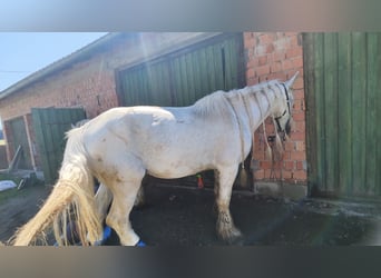 Shire Horse, Mare, 16 years, 17,2 hh, Grey