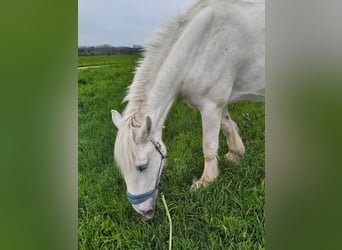 Shire Horse, Mare, 16 years, 17,2 hh, Grey