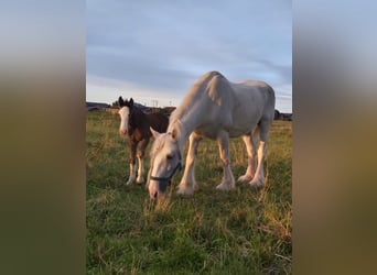 Shire Horse, Mare, 17 years, 16,1 hh, Grey