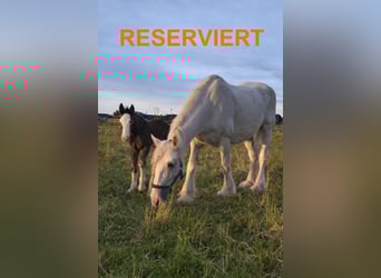 Shire Horse, Mare, 17 years, 16,1 hh, Grey