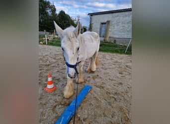 Shire Horse, Mare, 17 years, 17 hh, Grey