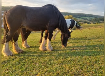 Shire Horse, Mare, 17 years, 18 hh, Bay-Dark
