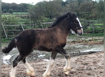 Shire Horse, Mare, 1 year, 14 hh, Brown