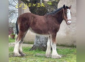 Shire Horse, Mare, 1 year, 14,3 hh, Brown