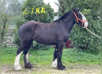 Shire Horse, Mare, 1 year, 15.1 hh, Black