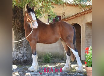 Shire Horse, Stute, 1 Jahr, 15,1 hh, Dunkelfuchs