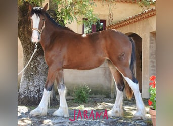 Shire Horse, Stute, 1 Jahr, 15,1 hh, Dunkelfuchs