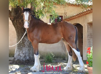 Shire Horse, Stute, 1 Jahr, 15,1 hh, Dunkelfuchs