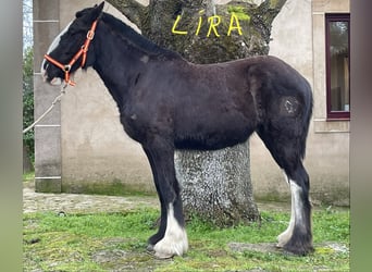 Shire Horse, Mare, 1 year, 15,1 hh, Black