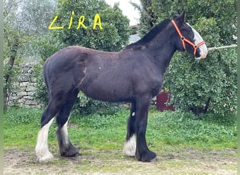 Shire Horse, Mare, 1 year, 15,1 hh, Black