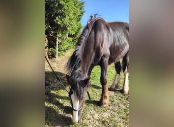 Shire Horse, Mare, 1 year, 16.2 hh, Bay-Dark