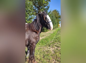 Shire Horse, Mare, 1 year, 16,2 hh, Bay-Dark