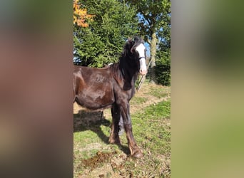 Shire Horse, Mare, 1 year, 16,2 hh, Bay-Dark