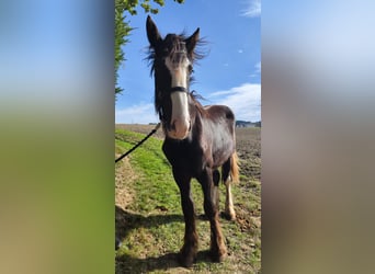 Shire Horse, Mare, 1 year, 16,2 hh, Bay-Dark
