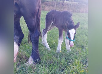 Shire Horse, Mare, 1 year, 17,2 hh, Brown