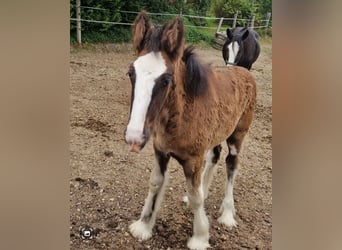 Shire Horse, Mare, 1 year, 17.2 hh, Brown