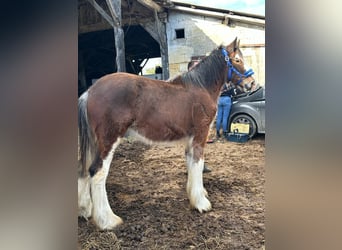 Shire Horse, Mare, 1 year, 17 hh, Bay