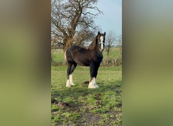 Shire Horse, Mare, 1 year, 18 hh, Black