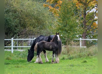 Shire Horse, Mare, 1 year, 18 hh, Black