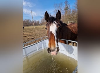 Shire Horse, Mare, 1 year, 18 hh, Brown