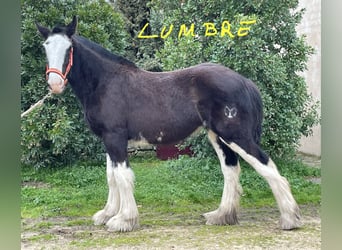 Shire Horse, Mare, 1 year