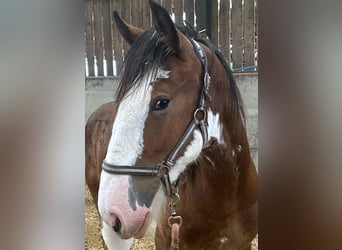 Shire Horse, Mare, 1 year