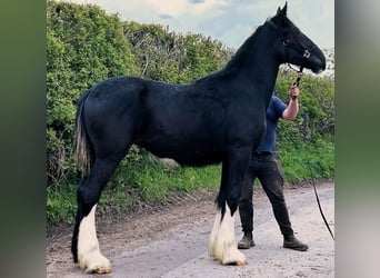 Shire Horse, Mare, 1 year