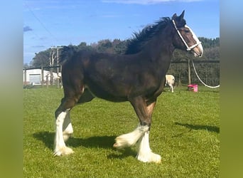 Shire Horse, Mare, 1 year