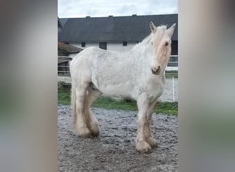 Shire Horse, Mare, 23 years, 17,2 hh, Grey