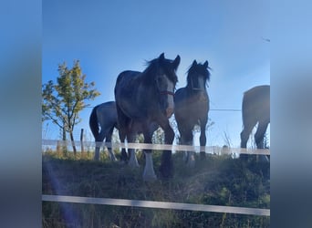 Shire Horse, Stute, 2 Jahre, 16,2 hh, Kann Schimmel werden