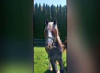 Shire Horse, Stute, 2 Jahre, 16,2 hh, Kann Schimmel werden