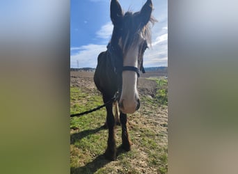 Shire Horse, Mare, 2 years, 16,2 hh, Bay-Dark
