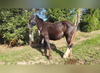 Shire Horse, Mare, 2 years, 16,2 hh, Bay-Dark
