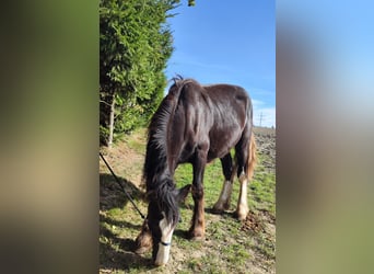 Shire Horse, Mare, 2 years, 16,2 hh, Bay-Dark