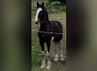 Shire Horse, Mare, 2 years, 16,2 hh, Black