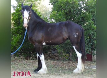 Shire Horse, Stute, 2 Jahre, 17 hh, Rappe