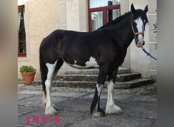 Shire Horse, Stute, 2 Jahre, 17 hh, Rappe