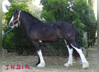 Shire Horse, Stute, 2 Jahre, 17 hh, Rappe