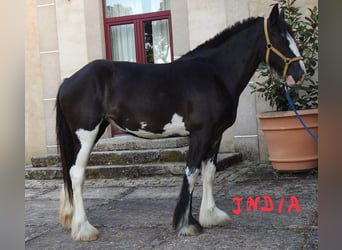 Shire Horse, Stute, 2 Jahre, 17 hh, Rappe