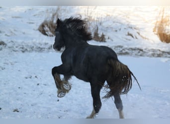 Shire Horse, Mare, 2 years, 17 hh, Gray-Dapple