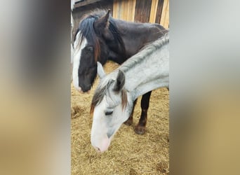 Shire Horse, Mare, 2 years, 17,2 hh, Grey